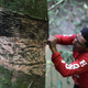 A wild rubber tapper in the Amazon